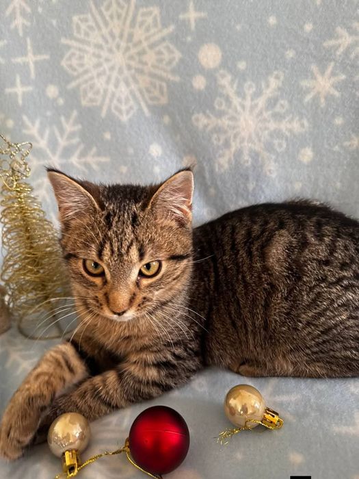 Кошеня-тигреня ДНІПРО