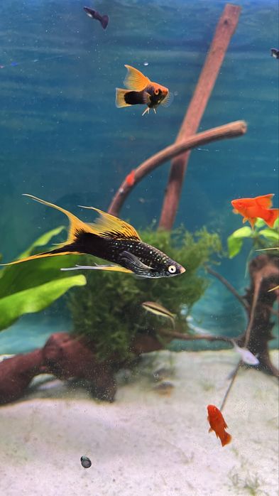 Самцы Гуппи full black чистая линия. Хелены