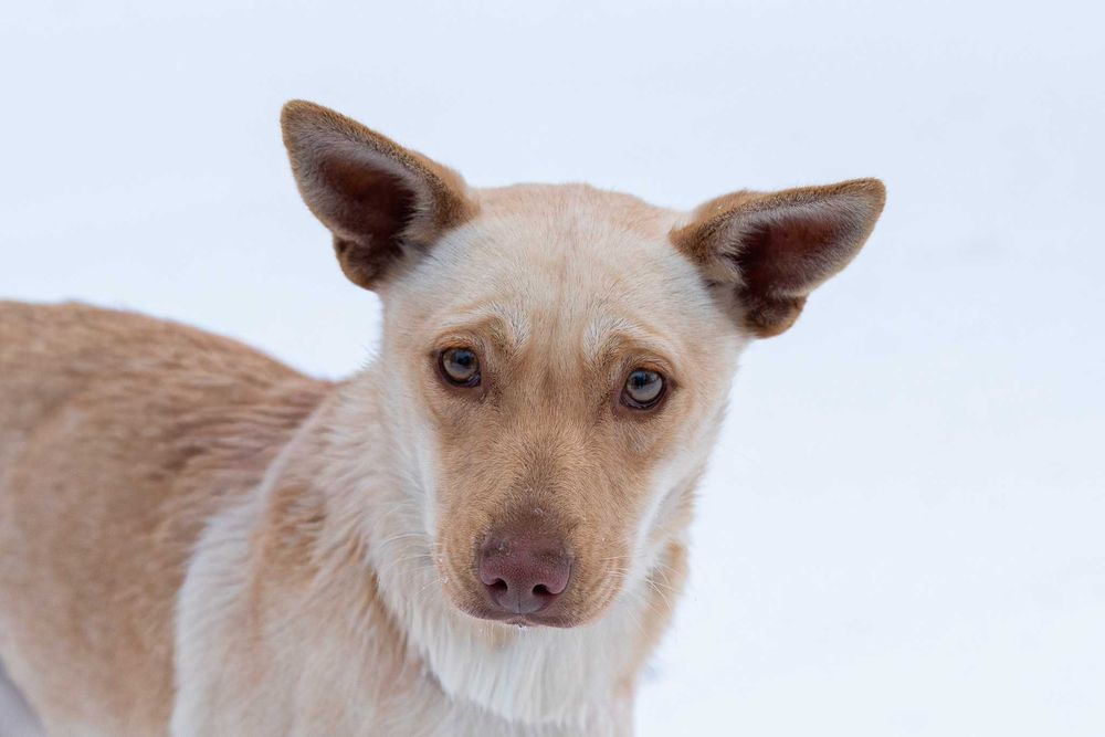 AMICA - delikatna, dla doświadczonych osób
