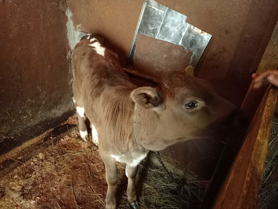 Продам теличку всі деталі за номером