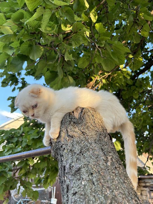 Шотландский кот вислоухий