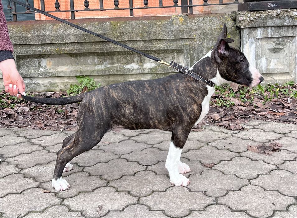 Цуценя Бультер`єра