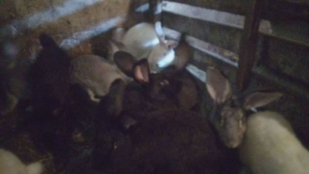 Продаж кроличок сірі, білі та чорні кролички великі гарні!!