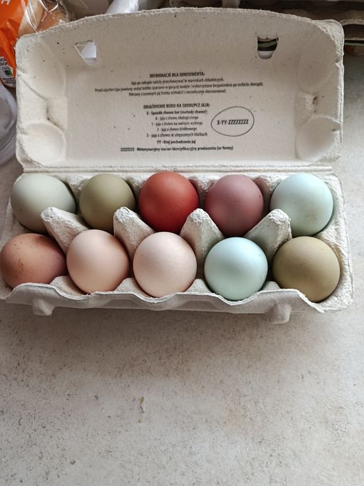 Jaja legowe kolorowe