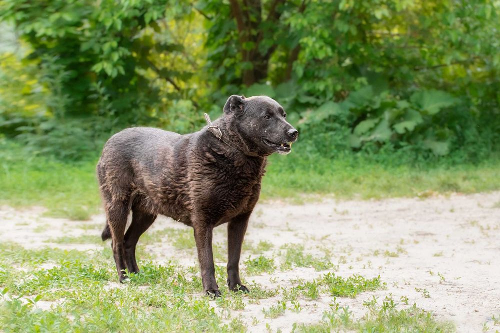 Чернушка шукає родину