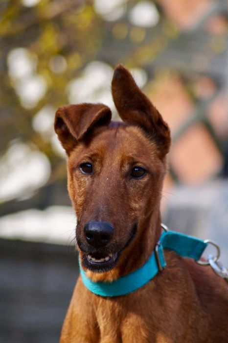 Mix pinczer/terier szuka nowego domu