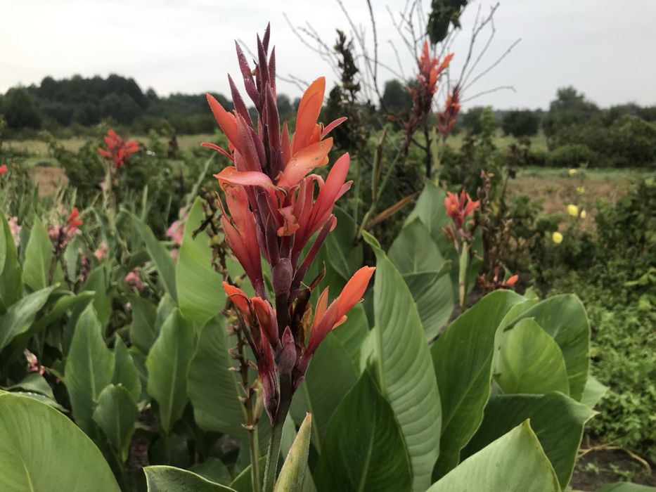 Канна червона