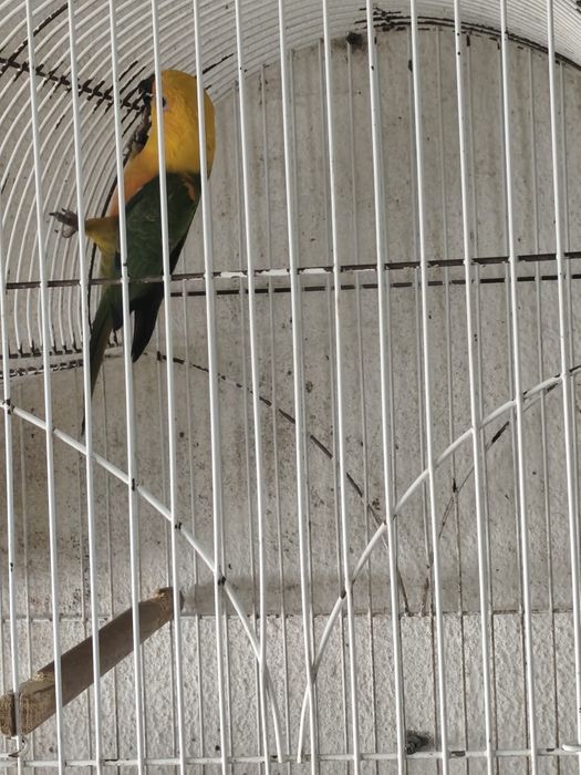 Aratinga jandaya 2025 macho saudável