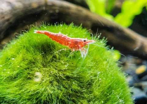Bola de Musgo Marimo Moss Ball