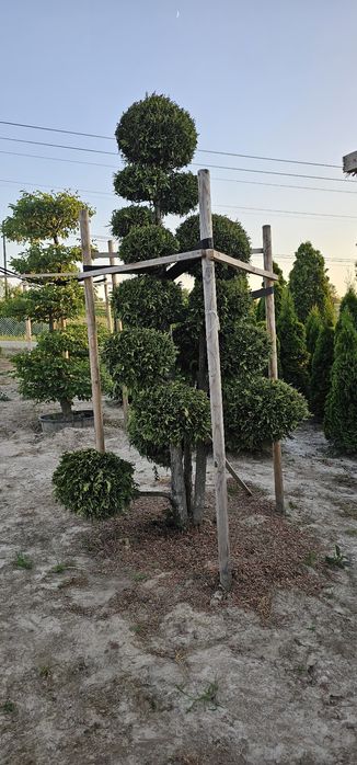 Bonsai rośliny formowane