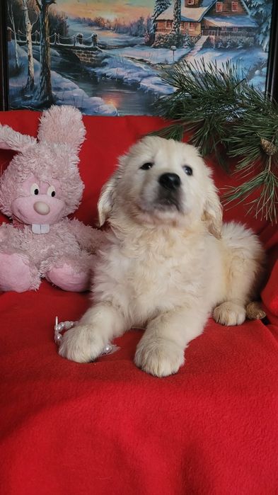 Малыши голден ретриверы