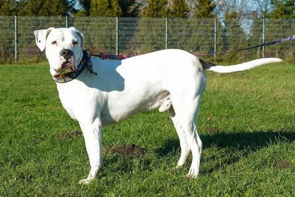 Codi w typie dogo argentino do adopcji!