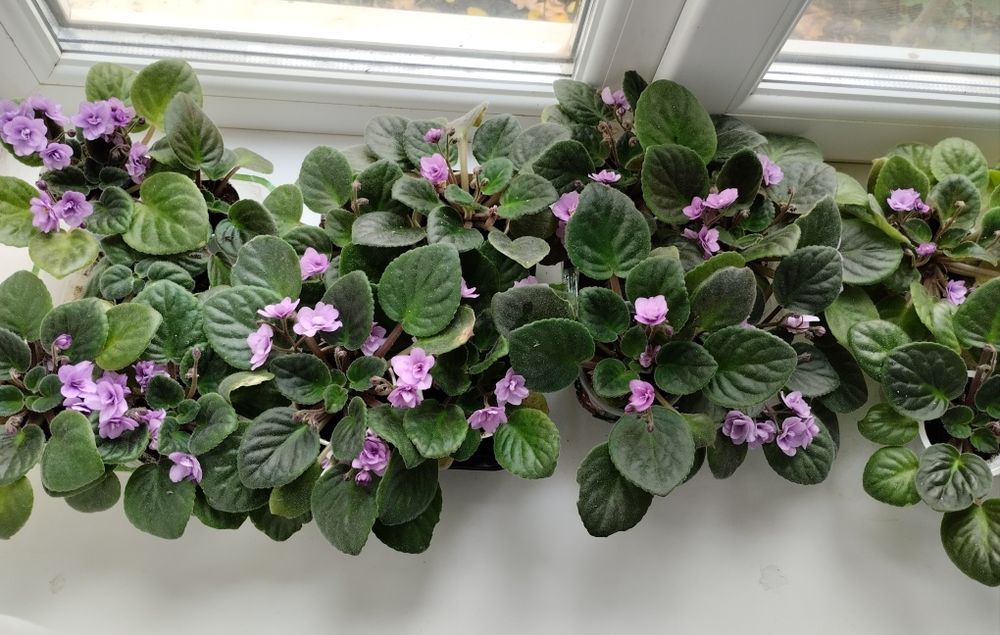 Фиалка хлорофитум сенполия фіалка фиалочка фиалки хлорофітум