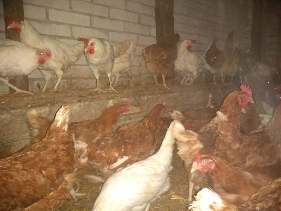 Kury nioski  z jajkiem Koszęcin