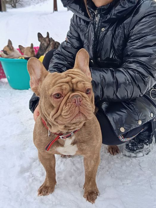 Французькі булочки