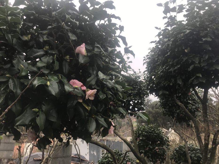 Camelia rara grande a dar flor 2 vezes ao ano