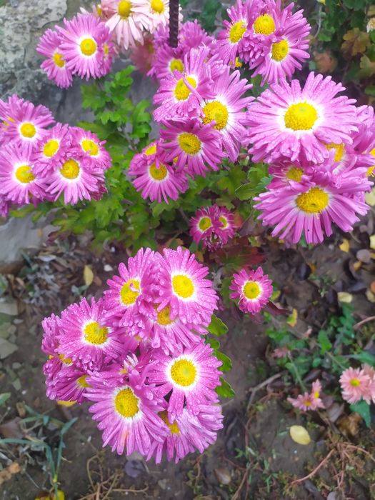 Хризантеми, клематіси