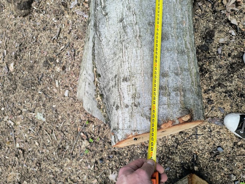 Debina dąb obwód ok 150cm