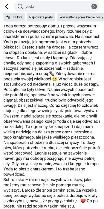 Yoda czeka w Schronisku Nadzieja w Napierkach