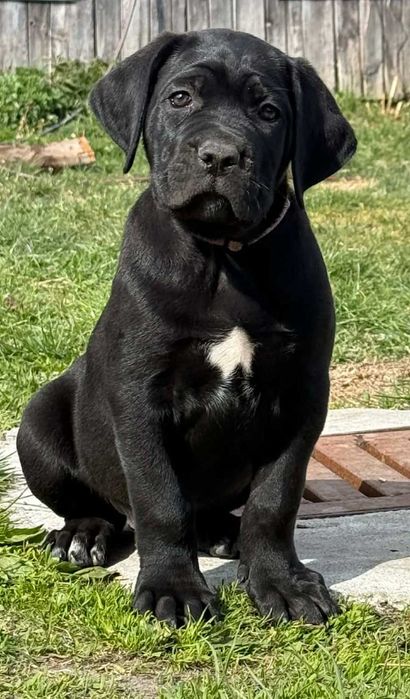 Cane Corso Italiano ZKwP / FCI Sunia