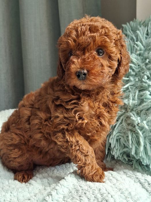 Maltipoo F1b Pudel i Maltipoo -