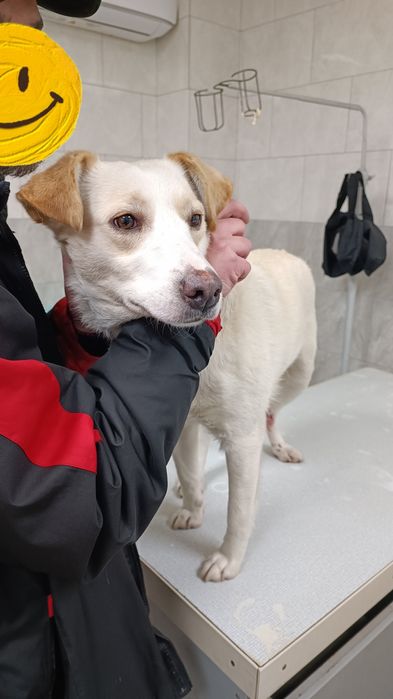 Боня шукає дім ,сімью