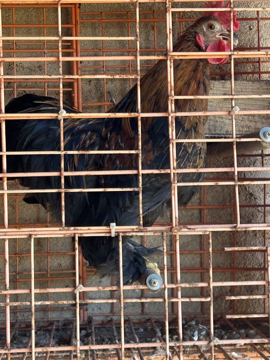 Galos Pekin………..