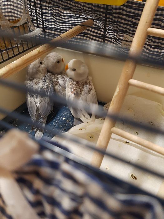 Vendo crias de agapornis