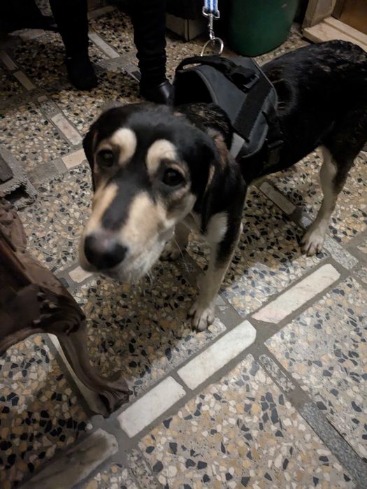 Cachorra jovem para adoção responsável