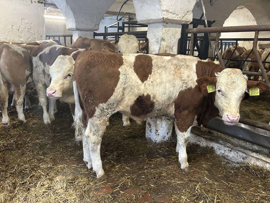 Opasy Byczki Simental 220-300kg Odsadki