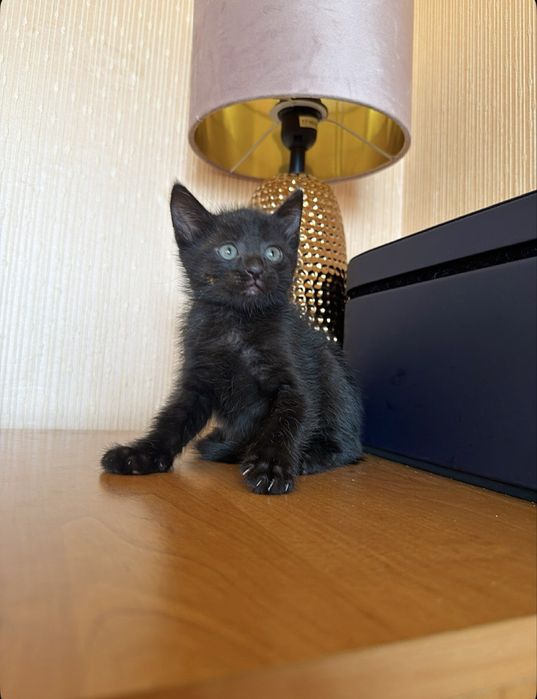 Выбери меня !) Киев,доставка