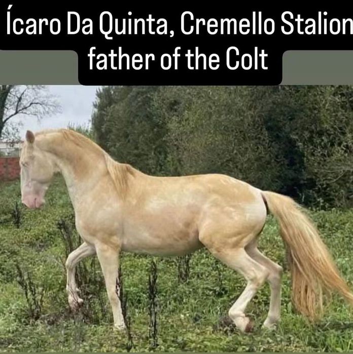 Poldro PSL Lusitano Isabel