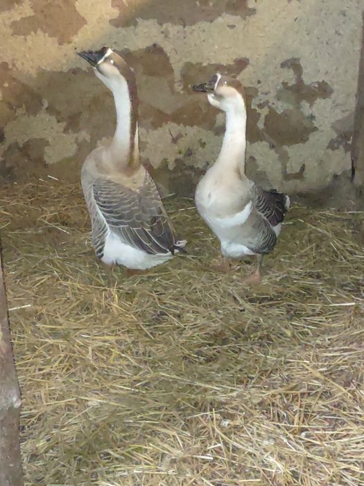 Kaczki francuski gęsi garbonosy kaczor staropolski