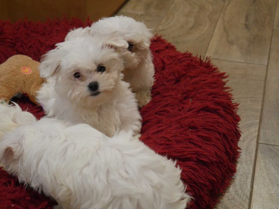 Maltańczyk - Mini chłopak