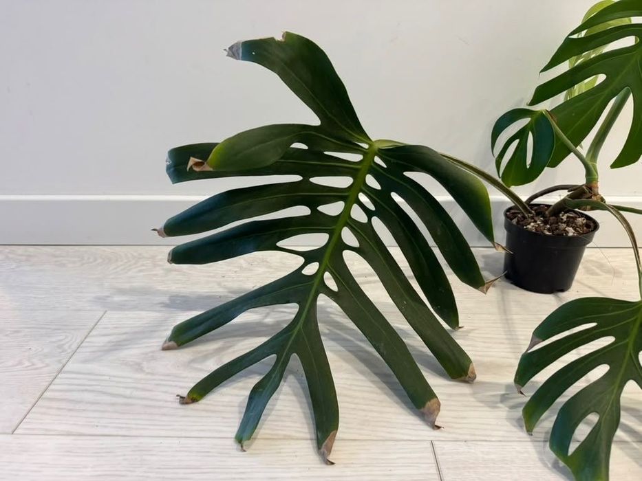Monstera Deliciosa var. sierrana