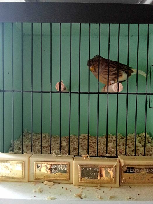 Cedo canarios machos