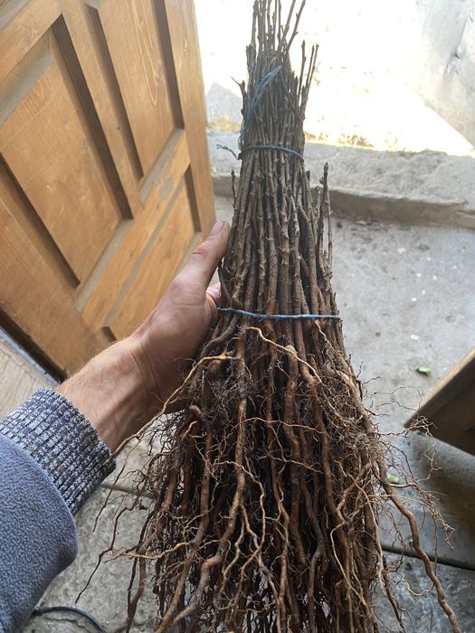 Продам дичку груші,антипка,алича,айва сідо,