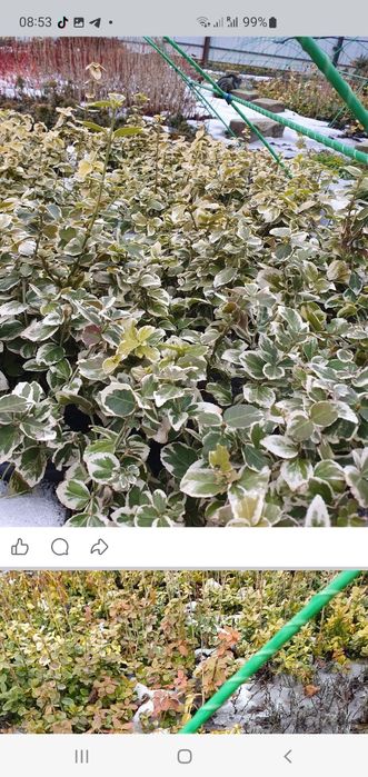 Укорінені живці бересклету 9 грн   3сорти копаю з парничка