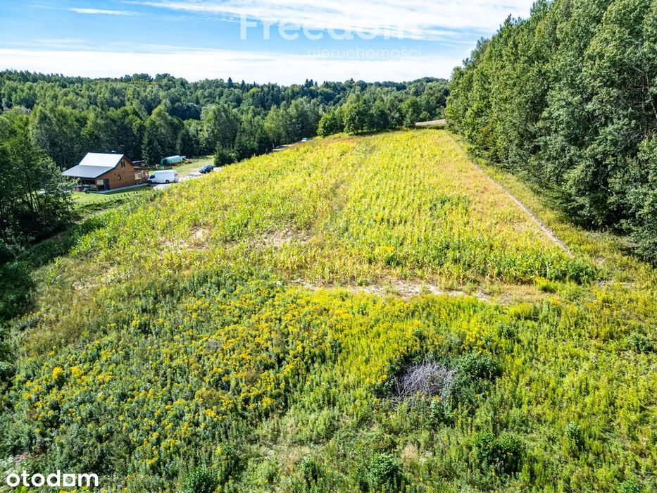 Widokowa działka 1,09 ha pod lasem – Nawsie, cisza - Widok 5