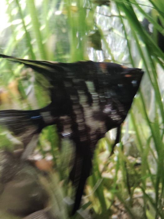 Sprzedam skalary czarne