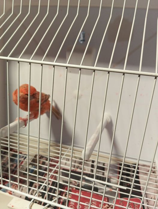 Ágata topázio femea