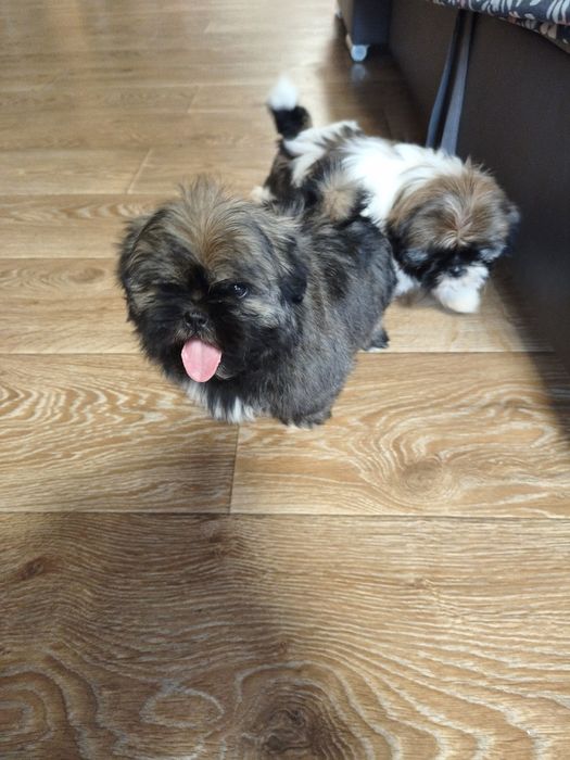 Shih - tzu -chlopczyk