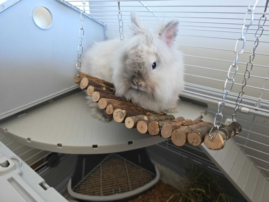 Krolik Miniaturka Karzełek Teddy