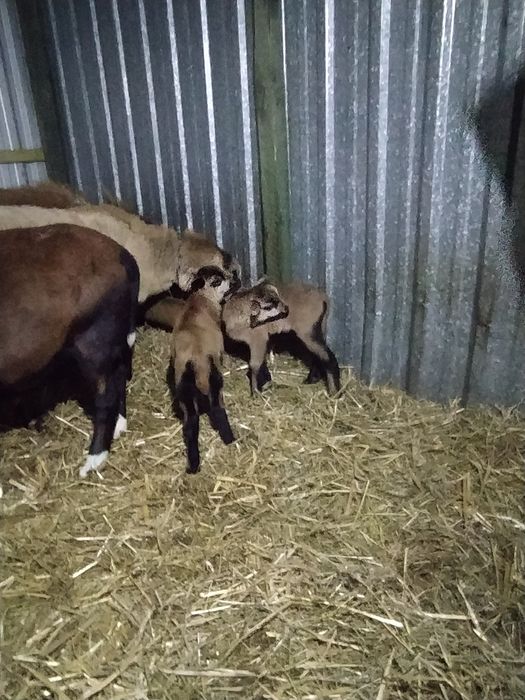 Baran kameruński, tryk do dalszej hodowli