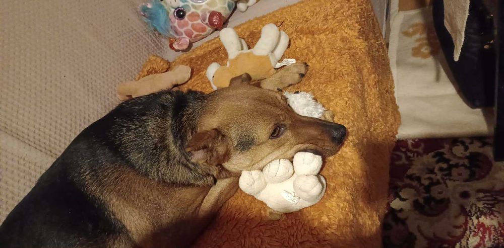 Scooby cudowny młody psiak do adopcji