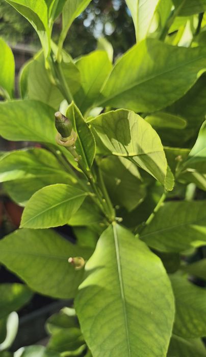 Limão doce com 1.50m  já em produção