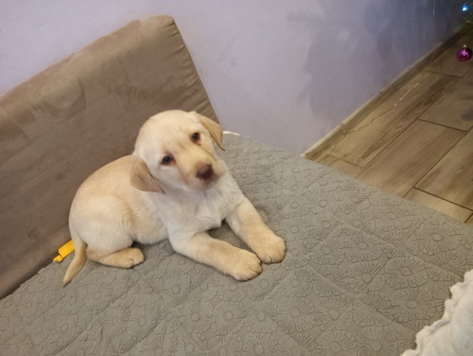 Labrador Retriever z Rodowodem