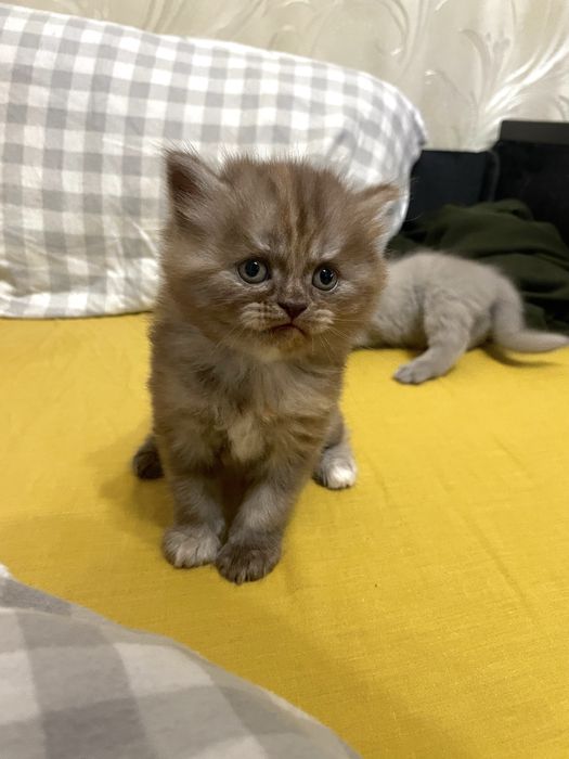 Кошеня Скоттіш-страйт