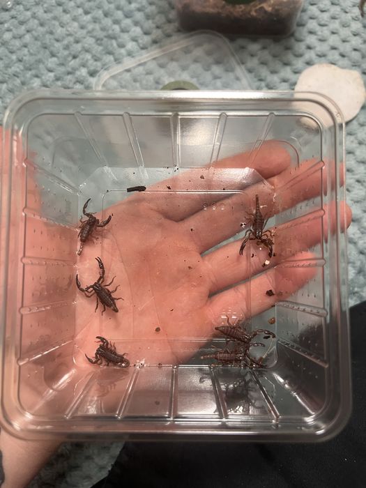 Ptaszniki skorpiony skakuny  - różne gatunki