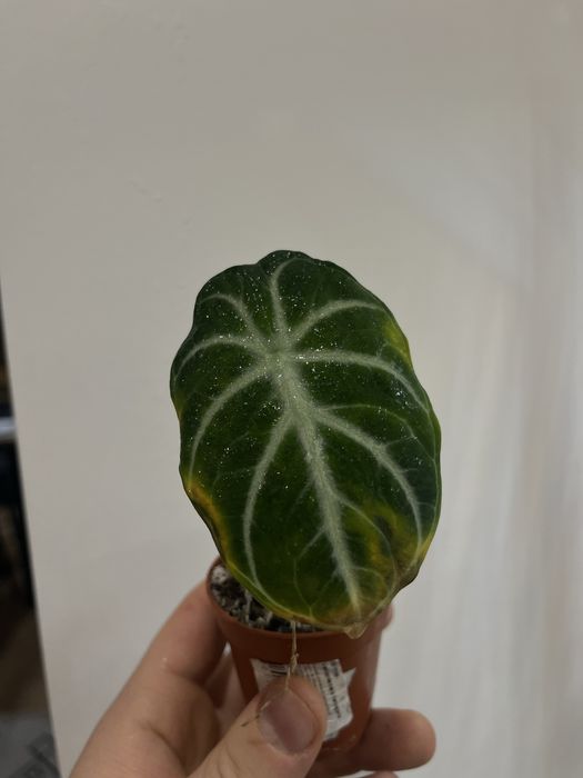 Антуріум кларінервіум